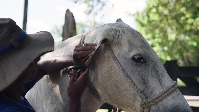 Professional stableman carefully trimming the hair inside a beautiful white horse's ear. Close up shot showing the gentle grooming process