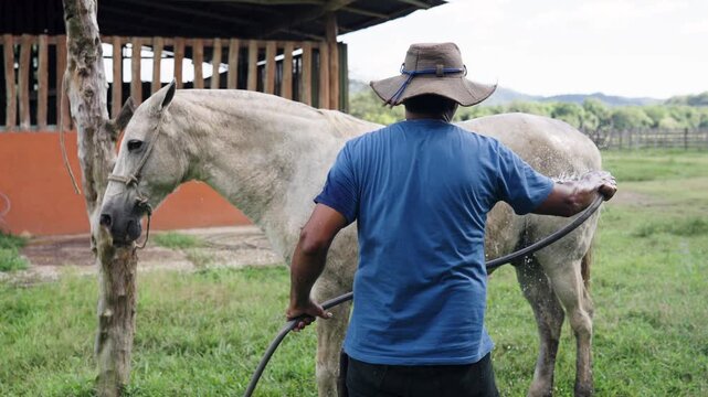 Latin stablehand showering a beautiful white horse outside in a green field. Animal care concept in a rural farm setting on a sunny day