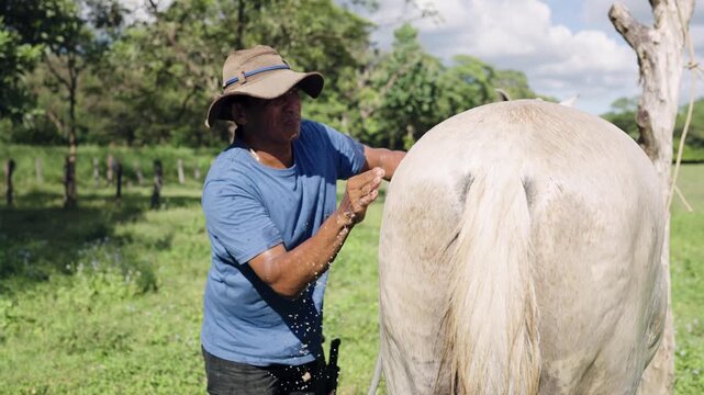 Hispanic man with a hat grooming a mare in a green field. Stableman taking care of the animal, washing its back on a sunny day