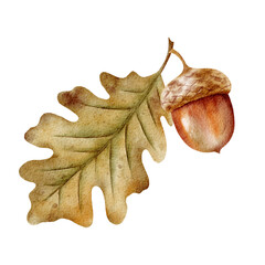 Watercolor autumn oak branch with acorn and leaf on transparent background, isolated fall botanical element for invitations and cards © Ольга Примачек