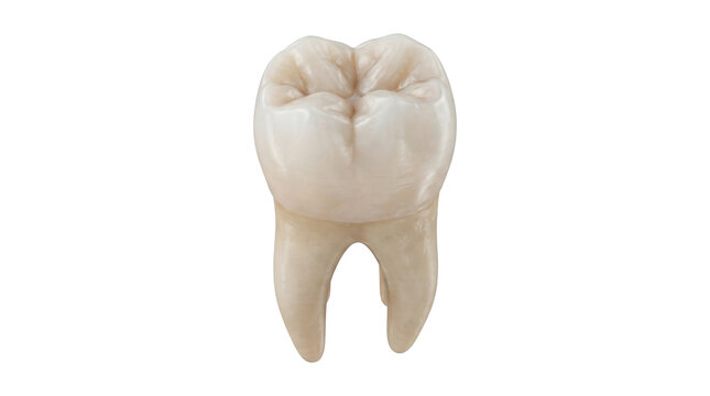 Detailed 3D illustration of a healthy human lower molar tooth, isolated on transparent background, for dental education.