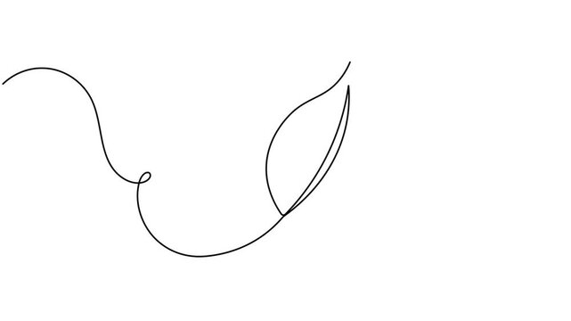 Animated of ecological leaf icon sign continuous one line drawing on white background minimalist single art collection of vegan label and safety environmental concept symbol animation