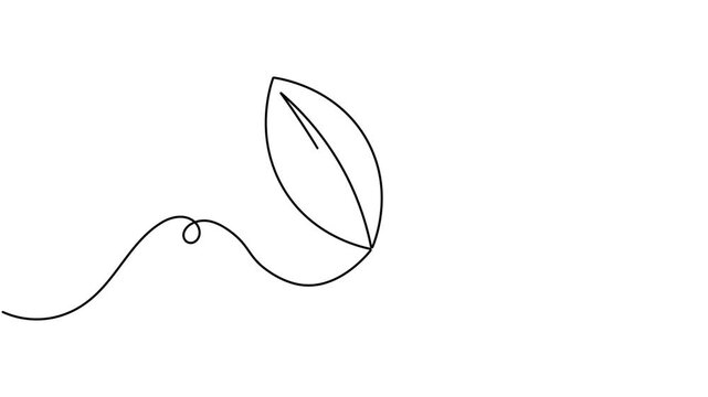 Animated of ecological leaf icon sign continuous one line drawing on white background minimalist single art collection of vegan label and safety environmental concept symbol animation