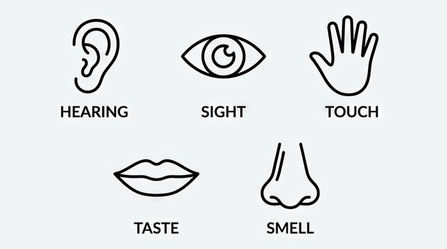 Five human senses icons in minimalist line art style