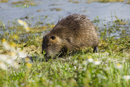 Nutria searching for food among wildflowers on the bank, nutria on the bank, rodent searching for food among flowers, brown fur, blue lake, sunny day, rodent at the pond, Myocastor coypus