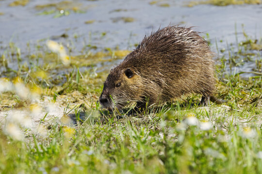 Myocastor coypus, brown eyes of a coypus, Nutria searching for food among wildflowers on the bank, rodent searching for food among flowers, brown fur, blue lake, sunny day, rodent at the pond