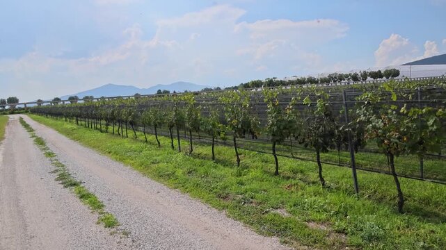 Grape Vines Vineyard Rows Gravel Road Queretaro Wine Country Central Mexico