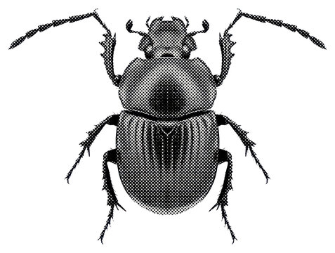Scarab Beetle Halftone Illustration
