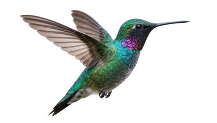 Iridescent green hummingbird with purple throat wings spread, isolated on transparent background © JOSEPH