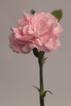 Close-up smoke selected soft focus cream beige pink Carnation Flower bud , leaf, stem. Natural art neutral blur light fog background.