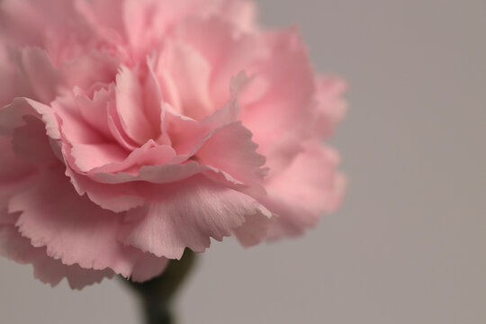 Close-up smoke selected soft focus cream beige pink Carnation Flower bud , leaf, stem. Natural art neutral blur light fog gray background.
