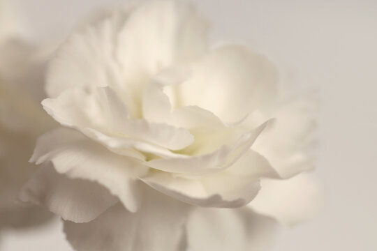 Close-up Smoke selected soft focus cream beige white Carnation Flower bud Petals. Natural art neutral blur light fog gray background.