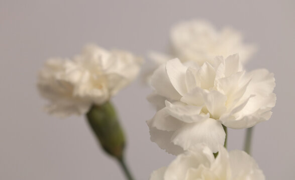Close-up smoke selected soft focus cream beige white Carnation Flower bud. Natural art neutral blur light fog gray background.