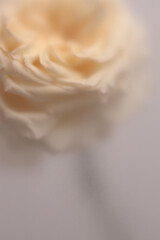 Obraz premium Smoke selected soft focus cream beige white Rose Flower Petals through translucent matte frosted glass. Abstract natural blurred grain light fog background.