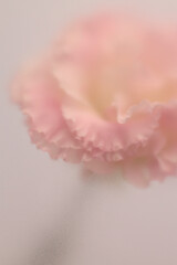 Obraz premium Smoke selected soft focus cream beige white Eustoma. Lisianthus Flower bud Petals through translucent matte frosted glass. Abstract natural blurred grain light fog background.