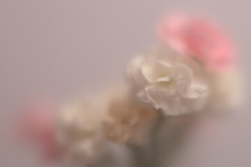 Obraz premium Smoke selected soft focus white, pink Carnation Flower bouquet through translucent matte frosted glass. Abstract natural blurred grain light fog background.