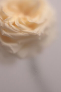 Smoke selected soft focus cream beige white Rose Flower Petals through translucent matte frosted glass. Abstract natural blurred grain light fog background.