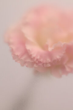 Smoke selected soft focus cream beige white Eustoma. Lisianthus Flower bud Petals through translucent matte frosted glass. Abstract natural blurred grain light fog background.
