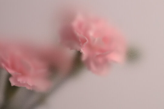Smoke selected soft focus cream beige pink Carnation Flower bouquet through translucent matte frosted glass. Abstract natural blurred grain light fog background.