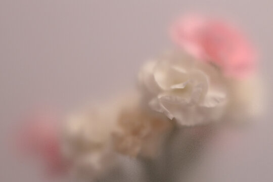 Smoke selected soft focus white, pink Carnation Flower bouquet through translucent matte frosted glass. Abstract natural blurred grain light fog background.