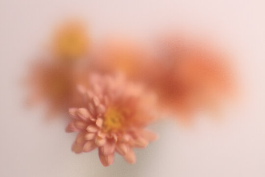 Smoke selected soft focus autumn beige orange chrysanthemum aster Flower through translucent matte frosted glass. Abstract natural blurred grain light fog background.