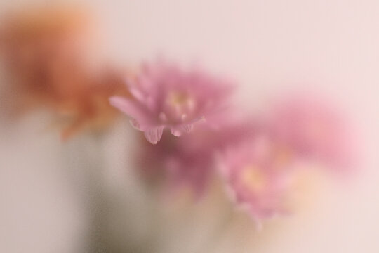 Smoke selected soft focus autumn beige orange, pink chrysanthemum aster Flower through translucent matte frosted glass. Abstract natural blurred grain light fog background.