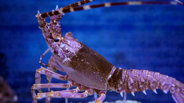Spiny Lobster Underwater with Long Antennae