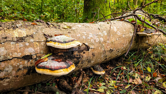 Red belted polypore bracket fungus Fomitopsis pinicola growing on a fallen tree trunk in autumn forest in Germany.
