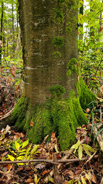 Old European beech tree trunk covered with vibrant green moss and dry autumn leaves on the ground in Germany.