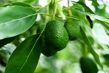 Obraz premium Close-up of Persea americana tree with immature green avocado fruits growing on a branch among lush foliage 