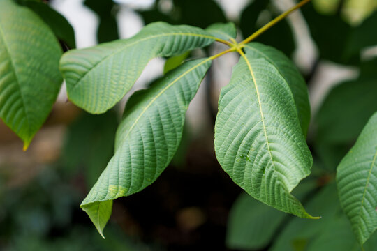 Large green leaves of Asimina triloba (pawpaw tree) hanging on a branch in a botanical park
