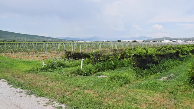 Vineyard Irrigation System Trellised Grape Vines Queretaro Wine Region Mexico