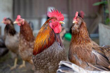 Brown rooster with bright red comb standing in farmyard surrounded by hens © Razbitnov