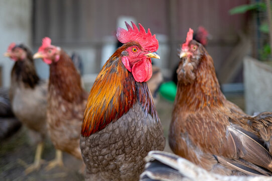 Brown rooster with bright red comb standing in farmyard surrounded by hens