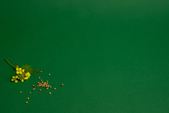 Mustard Seeds and Mustard Plant Sprig on Green Background, Biblical Symbol of Faith