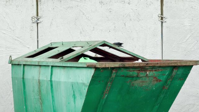 A curious jackdaw perches on a dumpster searching for food in Saint Petersburg. The alert bird looks around with hopeful hunger. The urban setting feels calm and quiet.