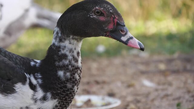Muscovy duck on the grass close up