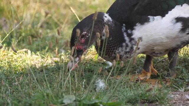Muscovy duck on the grass close up