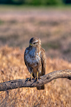 Common buzzard perched on a branch.