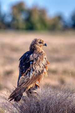 Common buzzard perched on a branch.