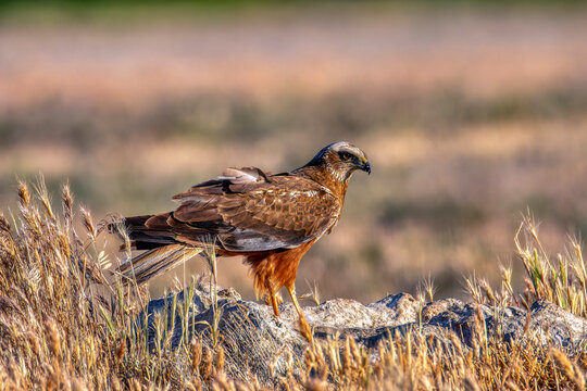 Male western marsh harrier, Circus aeruginosus