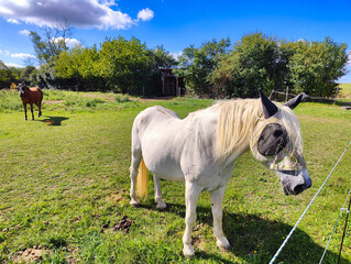 A white horse wearing an anti-fly mask stands in a grassy paddock near an electric fence under a clear blue sky. © stanhert