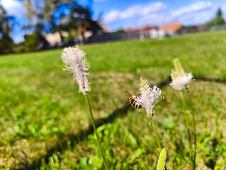 A bee forages on a blooming wild plantain flower head growing in a sunlit grassy lawn. © stanhert