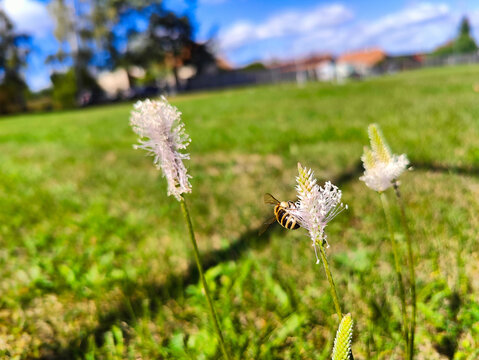 A bee forages on a blooming wild plantain flower head growing in a sunlit grassy lawn.