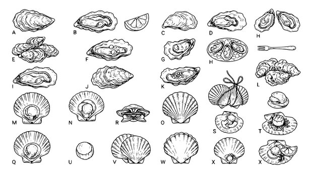 Hand Drawn Oysters and Scallops Seafood Delicacy Sketch Vector Set