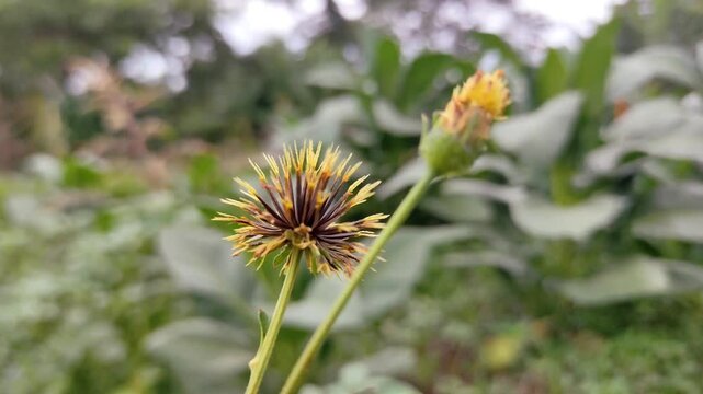 Macro shot of bidens pilosa seed head with sharp black barbs and small yellow flower bud blooming in wild nature with soft green blurred background