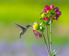 Fototapeta premium close up on flying ruby throated hummingbird above flower