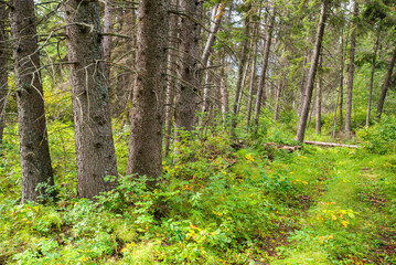 Fototapeta premium Summer day in the forest