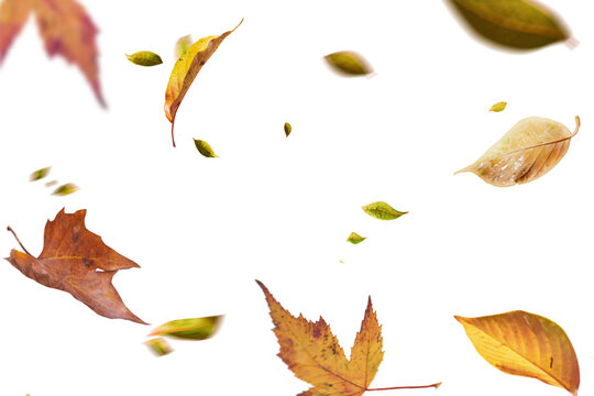 Flying yellow autumn leaves on transparent free PNG background. Environment and ecology backdrop concept.