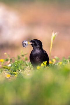 Spotless starling perched on a stone